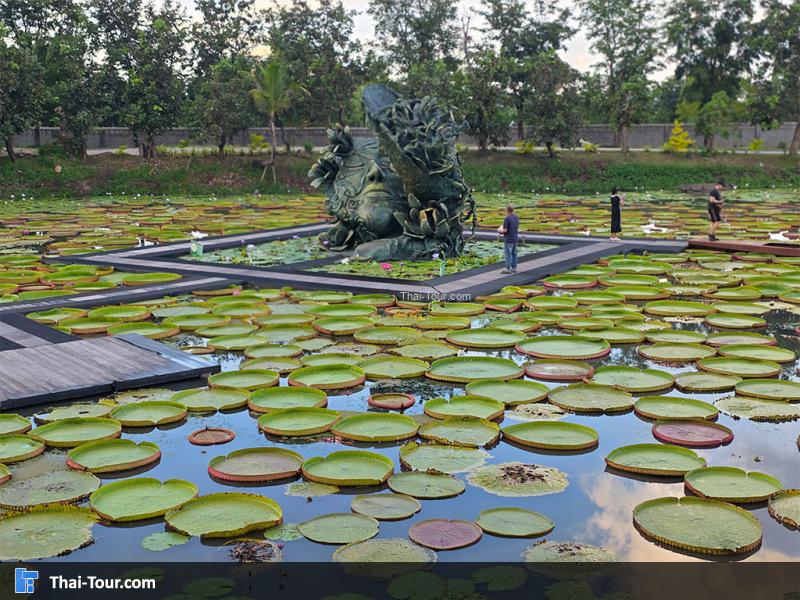 บรรยากาศของนาบัวยักษ์