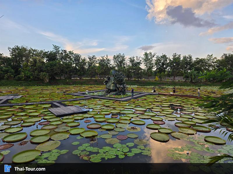 บรรยากาศของนาบัวยักษ์