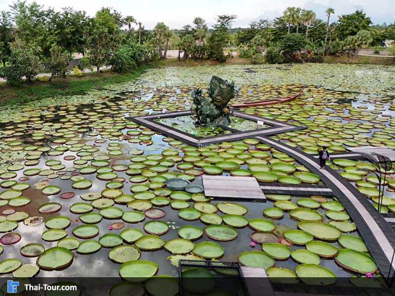 ภาพมุมสูงของนาบัวยักษ์