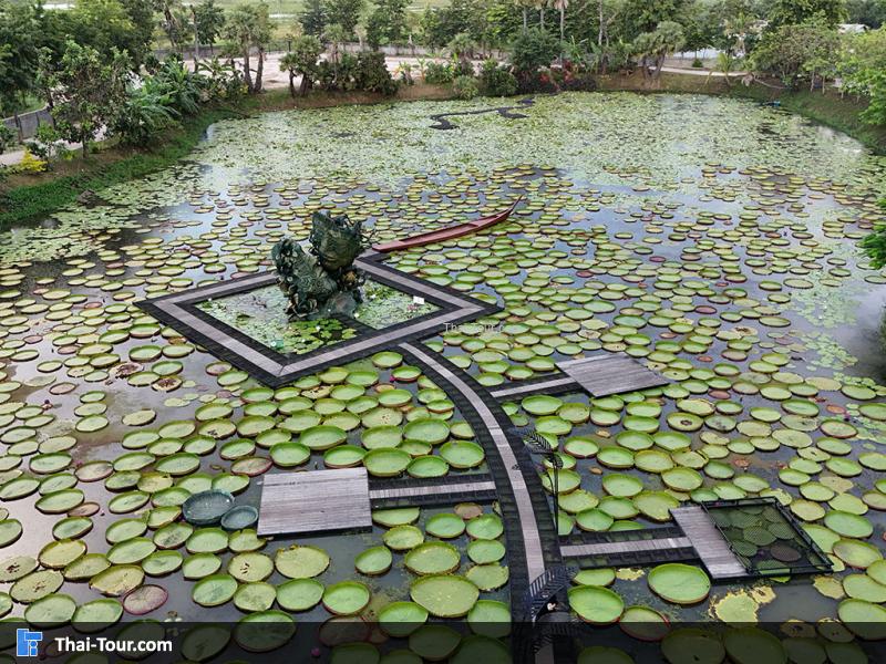 ภาพมุมสูงของนาบัวยักษ์