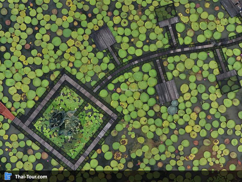 ภาพมุมสูงของนาบัวยักษ์