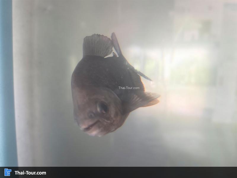 ปลาในตู้