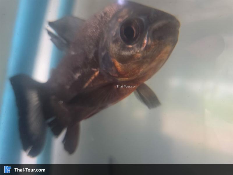 ปลาในตู้