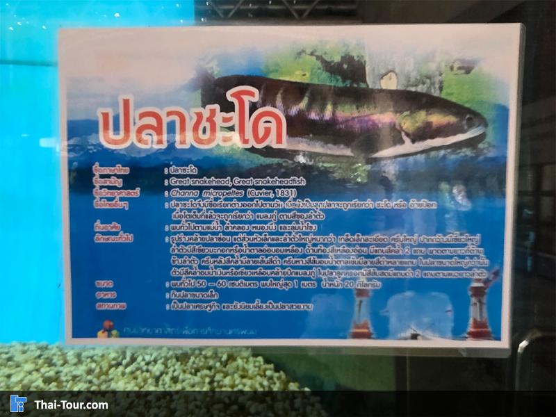 ปลาชะโด