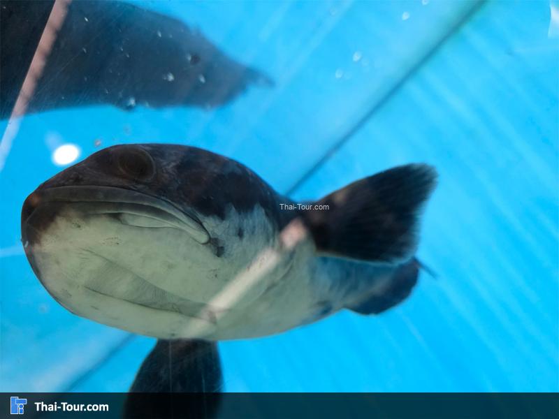 ปลาชะโด