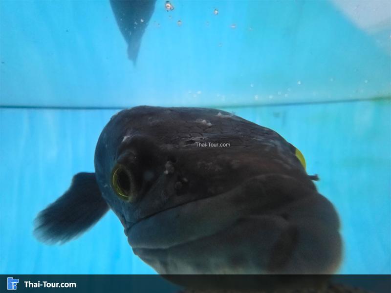 ปลาชะโด