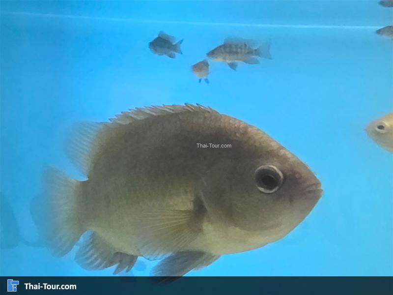 ปลาเสือตอลายเล็ก