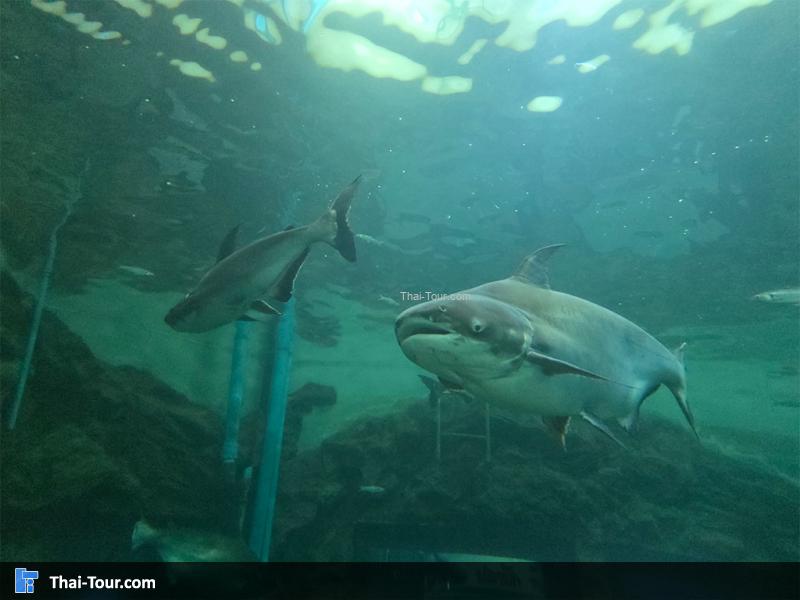 บรรยากาศอุโมงค์