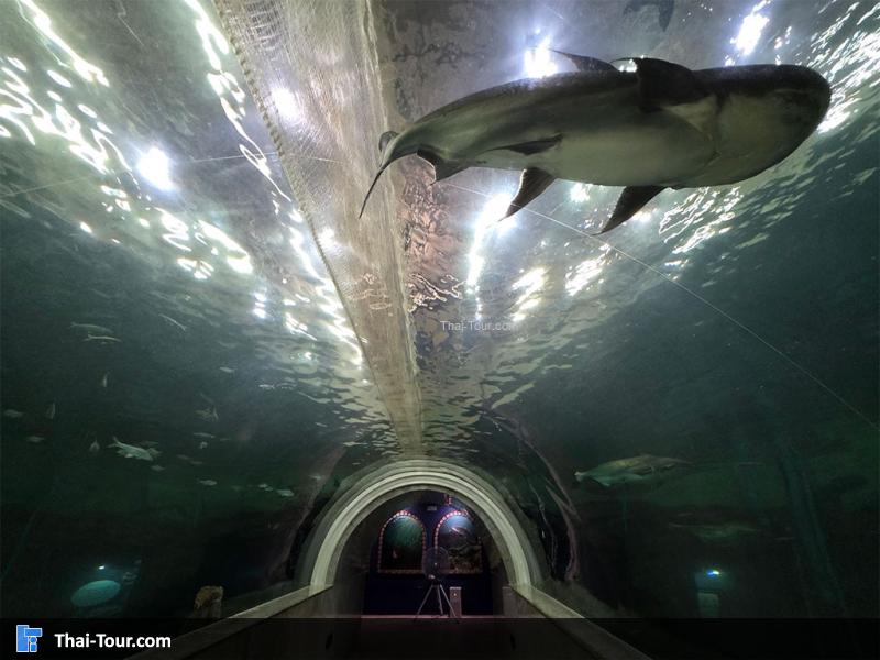 บรรยากาศอุโมงค์