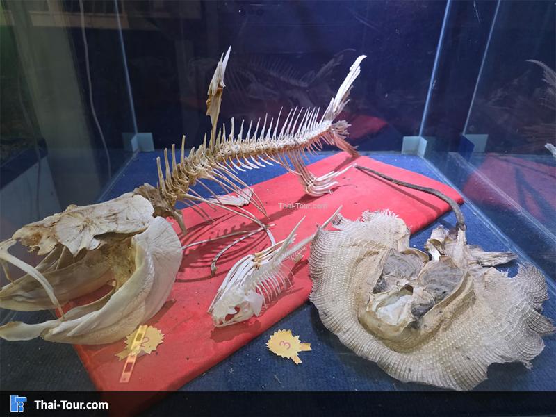 โครงกะดูกปลา