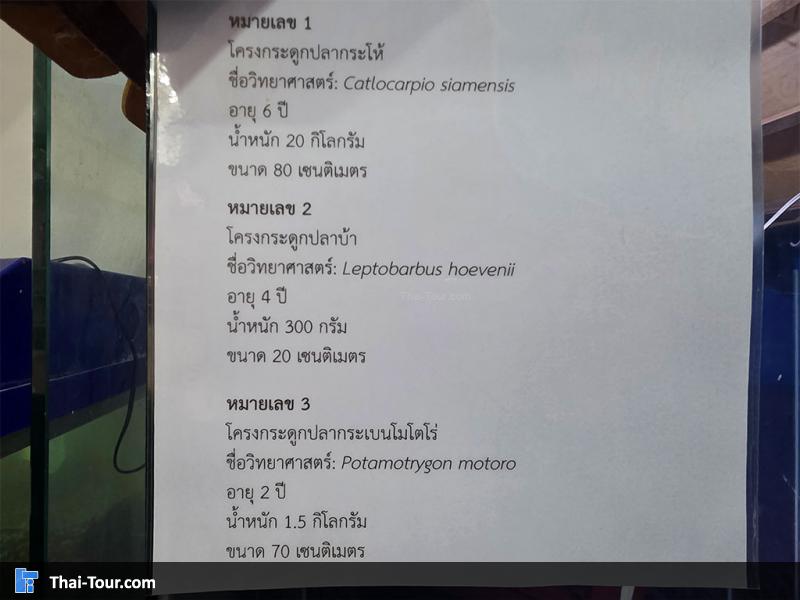 โครงกะดูกปลา