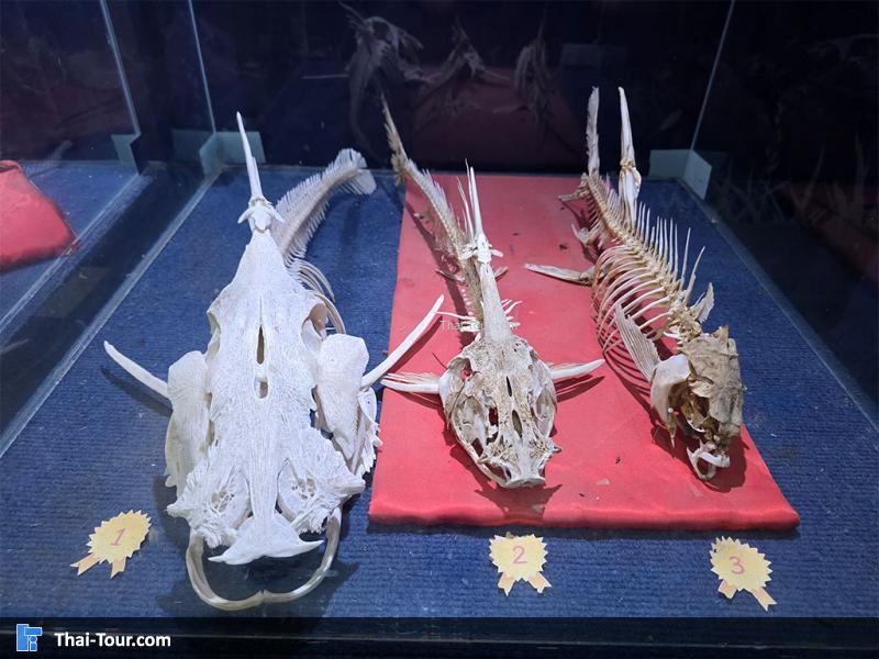 โครงกะดูกปลา