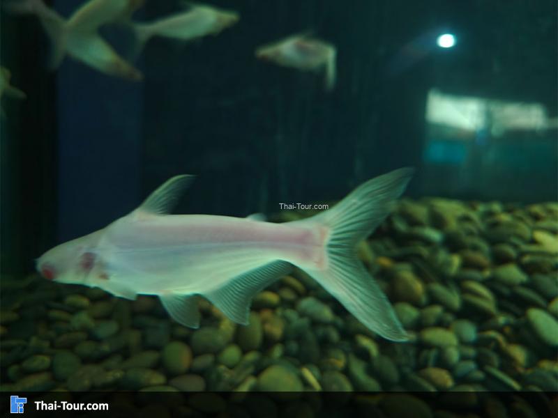 ปลาเผาะ