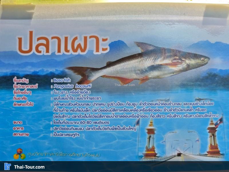 ปลาเผาะ