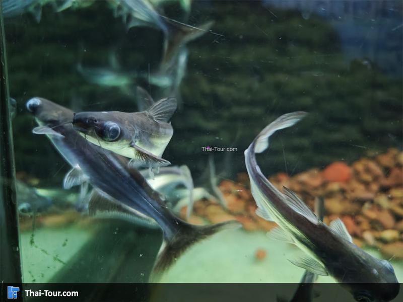 ปลาเผาะ