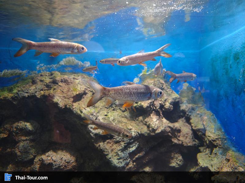 ปลากดแก้ว