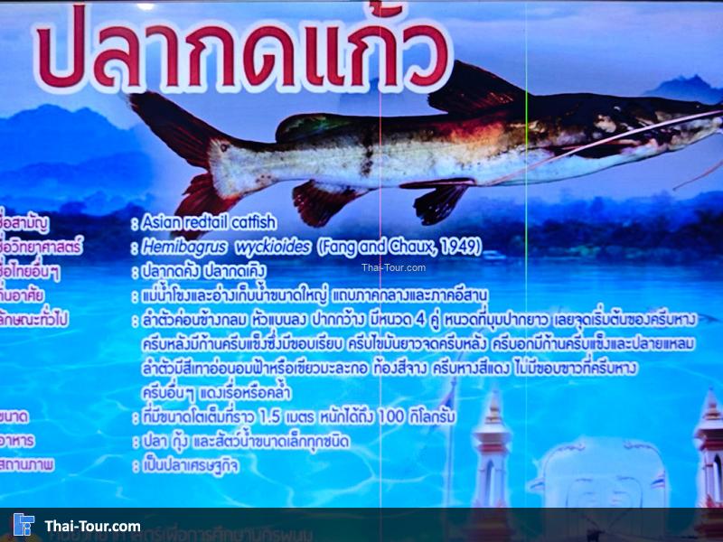 ปลากดแก้ว