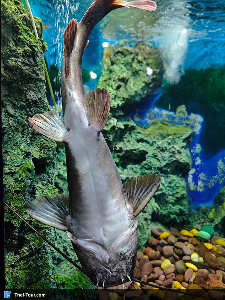 ปลาในอุโมงค์