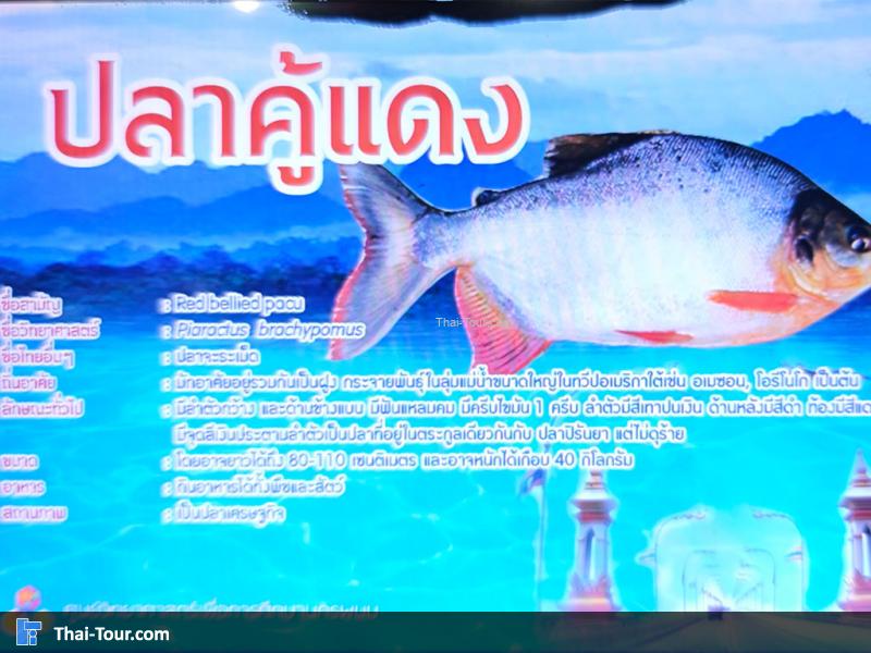 ปลาคู้แดง