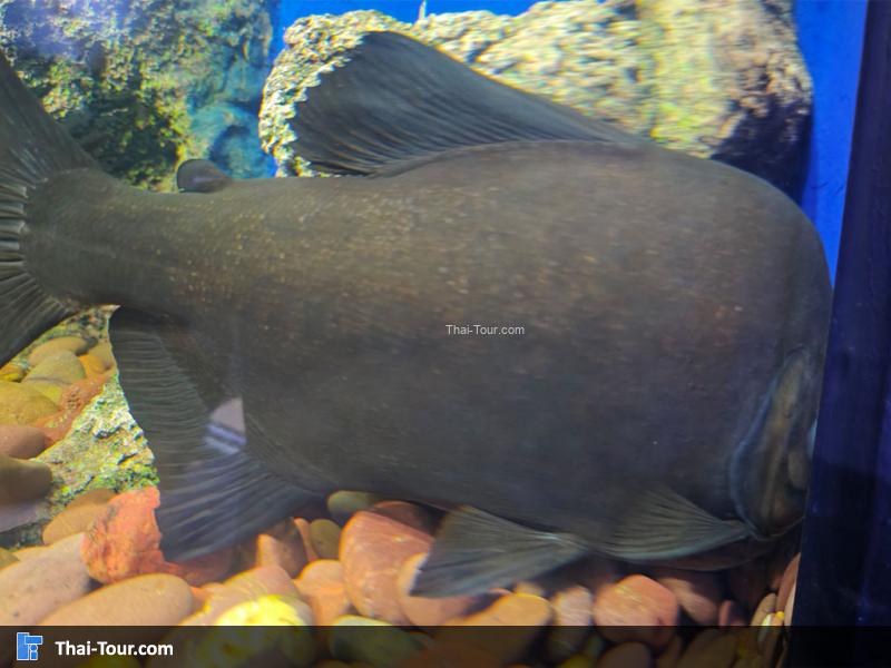 ปลาคู้แดง