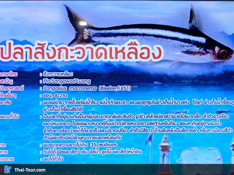 ปลาสังกะวาดเหลือง