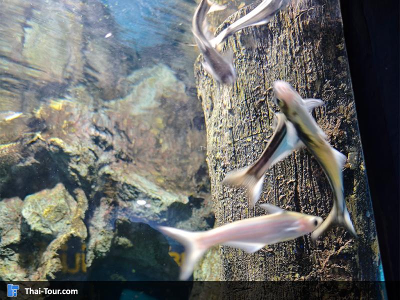 ปลาสังกะวาดเหลือง