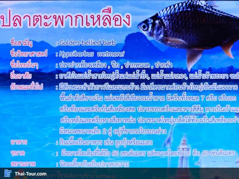 ปลาตะพากเหลือง