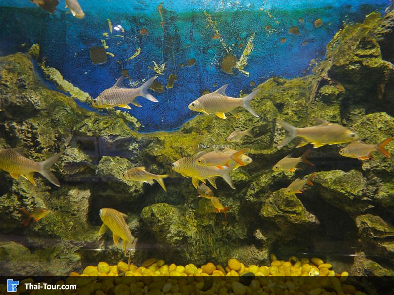 ปลาตะพากเหลือง