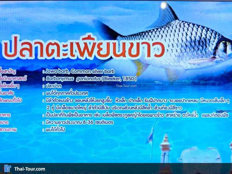 ปลาตะเพียนขาว