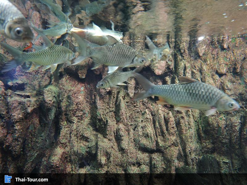 ปลาตะเพียนขาว