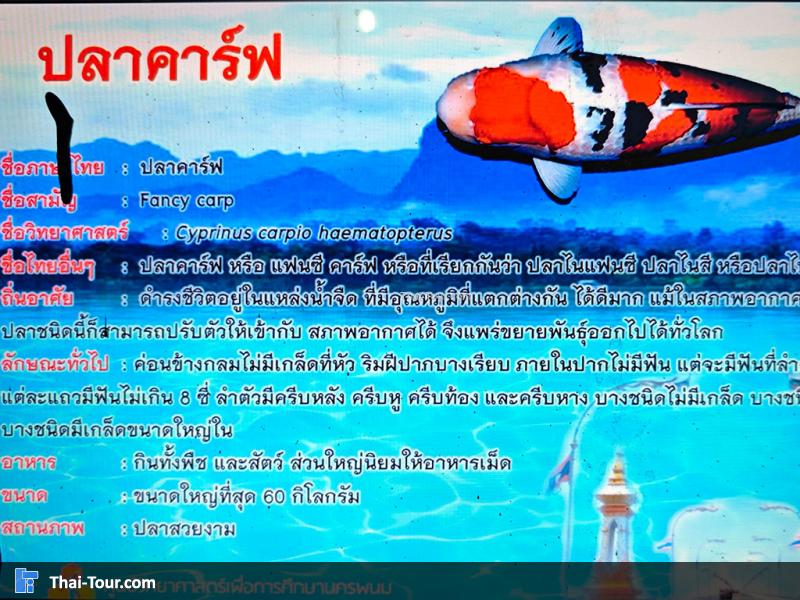 ปลาคาฟร์ฟ