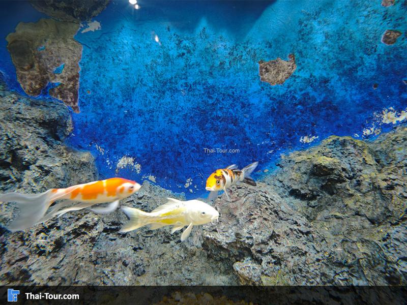 ปลาคาฟร์ฟ