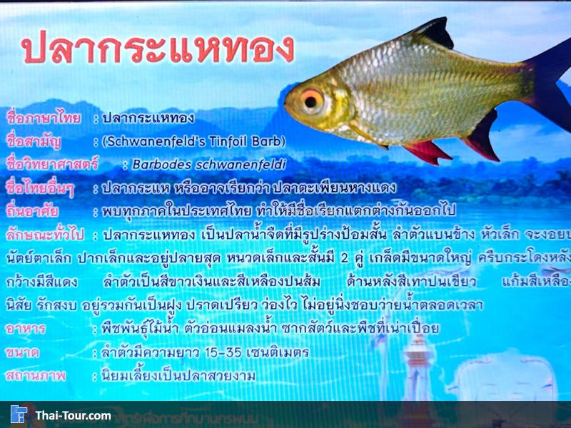 ปลากระแหทอง