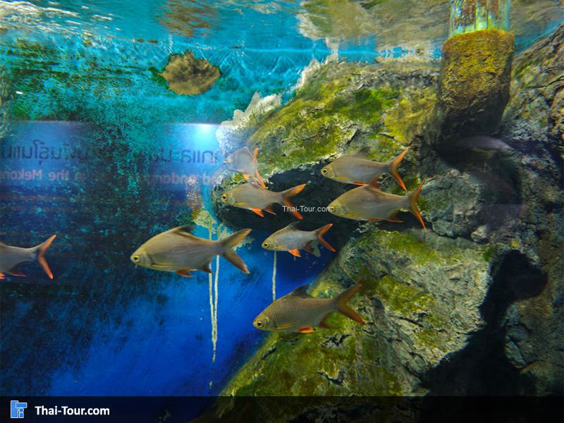 ปลากระแหทอง