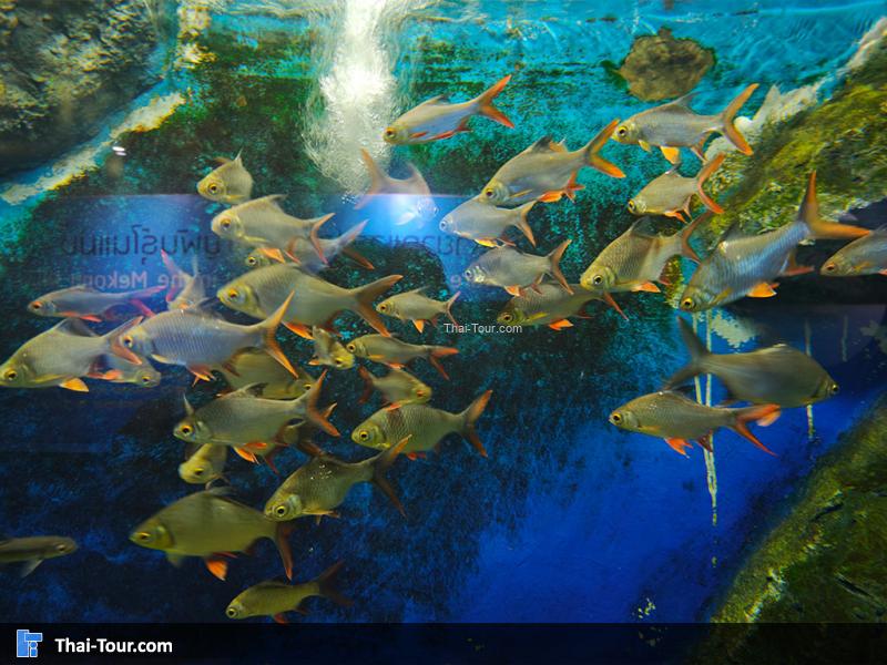 ปลากระแหทอง