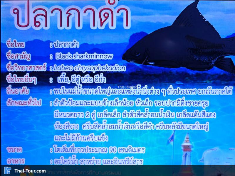 ปลากาดำ