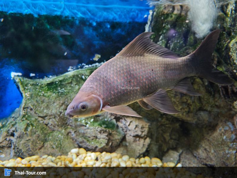 ปลากาดำ