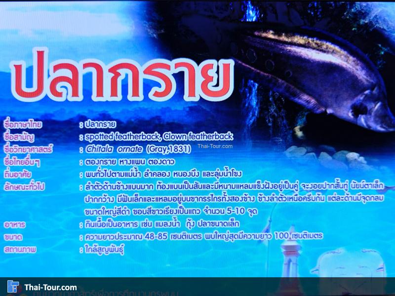 ปลากลาย