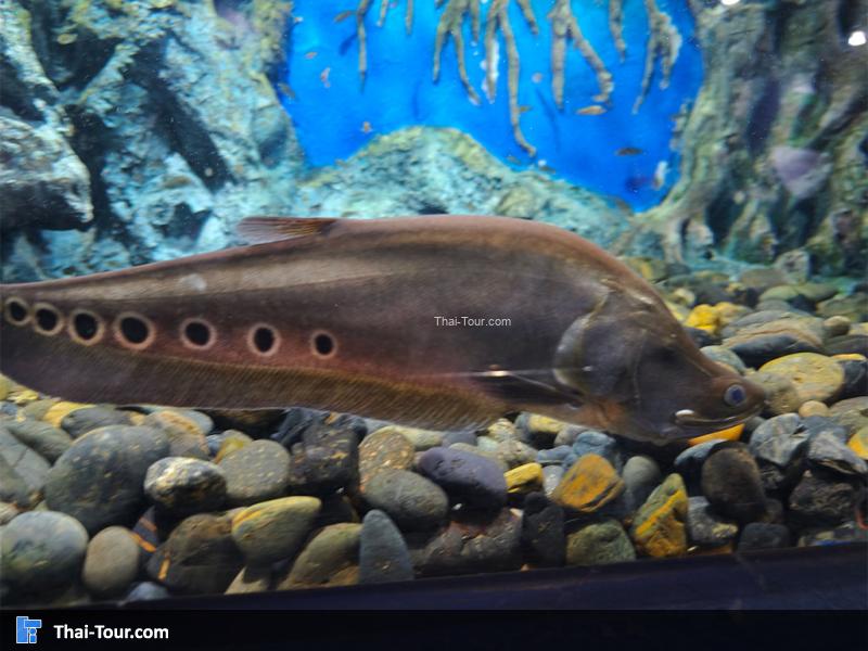 ปลากลาย