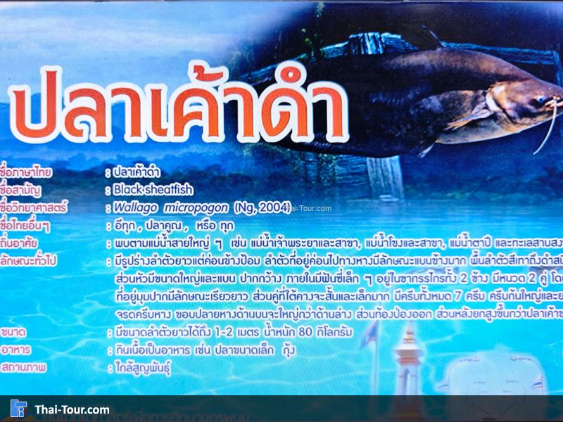 ปลาเค้าดำ