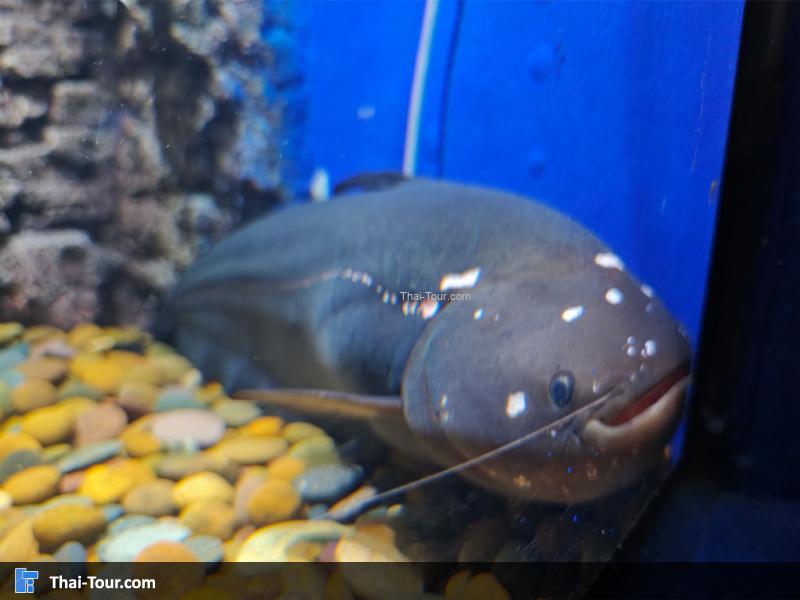 ปลาเค้าดำ