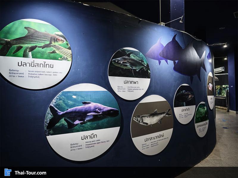 ศูนย์วิทยาศาสตร์เพื่อการศึกษานครพนม