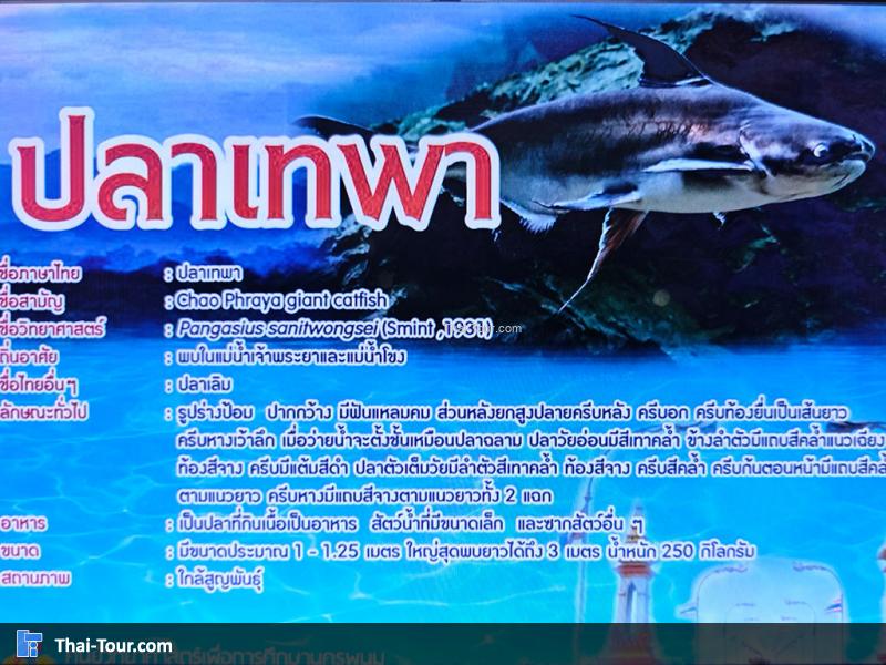 ปลาเทพา