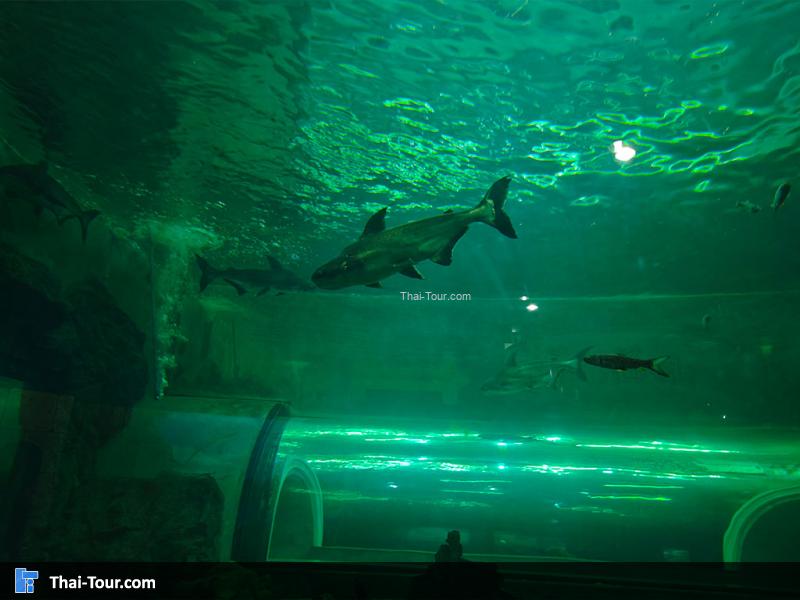 ปลาเทพา