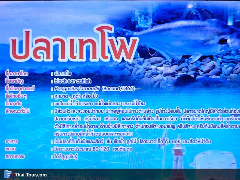 ปลาเทโพ