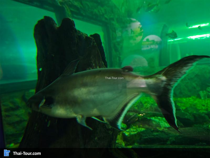 ปลาเทโพ