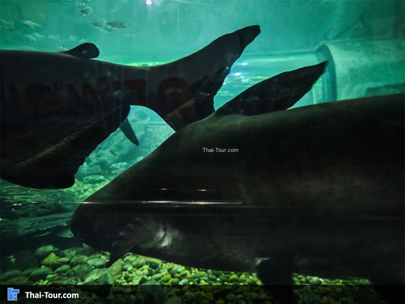 ปลาเทโพ