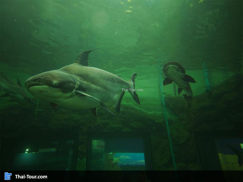 อุโมงค์ ศูนย์วิทยาศาสตร์เพื่อการศึกษานครพนม