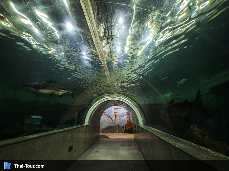 อุโมงค์ ศูนย์วิทยาศาสตร์เพื่อการศึกษานครพนม