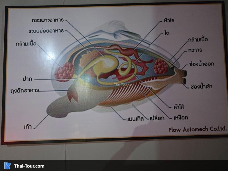 บรรยากาศ พิพิธภัณฑ์หอยหิน 150 ล้านปีและไดโนเสาร์โนนทัน